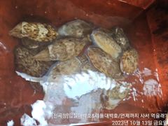 2023.10.13 금요일 5물 쭈.갑 조황