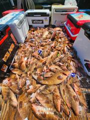 여수 털보호 붉바리 조황 24.5.15