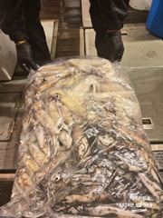 6월4일 한치 조황입니다