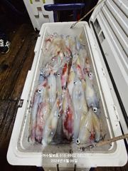 종포항 털보호 한치 조황 사진