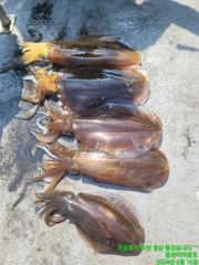 [무늬]  산란무늬 6/16일 16항차조황...^^