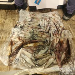 여수 힐링호 8월17일 입항 한치조황
