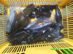 [무늬] 대박조황
