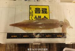 25년 한치시즌 예약안내