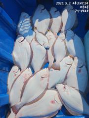 2025)5/3(토)대광어 다운샷 출조 조황 입니다