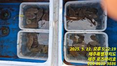모슬포항 로즈마리호 조황 사진