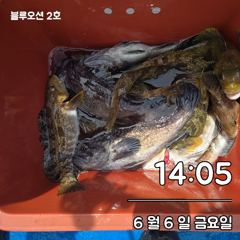 오늘은 노래미