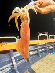 [여수세븐피싱] 6/12입항 한치조황입니다//예약문의 010-5664-9231 