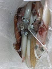 통영신진호)한치 조황(오늘가능)