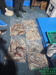 7월1일 제주 잡스호 한치낚시 조황입니다