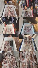 여수슈퍼스타 대포한치 조황 ~~~