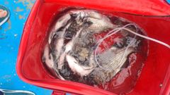 2025.07.04 (금) 남당항 썬스타호 죽도 갯바위 감성돔 낚시 근황