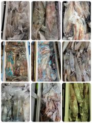 (여수뉴킹덤)7월19일 내일한치갑니다!  오후3시출발