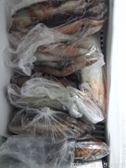 통영신진호)한치 조황  오늘 예약가능