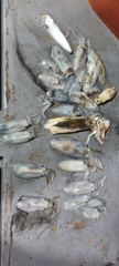 [통영에메랄드호] 25년 무늬오징어 팁런  무우급까지 나오네요