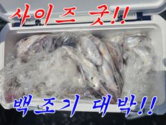 백조기 낚시 사이즈 굿 ! 마릿수 좋아좋아~
