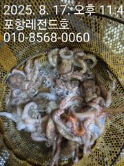 선상돌문어낚시