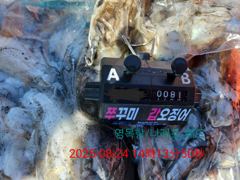 8월23일,24일 이틀간 갑오징어탐사출조