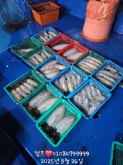 무늬오징어 조황 살아잇습니당