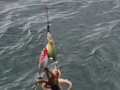 9월1일 더블루호 쭈꾸미조황...잘 나옵니다