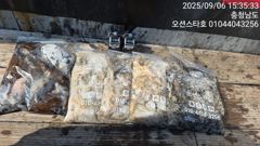 9월6일 오션스타호 쭈꾸미조황
