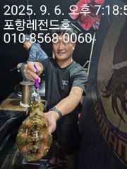 선상무늬오징어