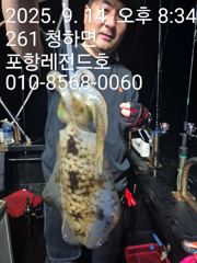 선상 무늬오징어. 팁런
