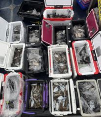 9월19일 방포천일호 갑오징어조황