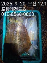 선상 무늬오징어 팁런