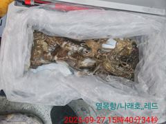 9월27일 갑오징어조황