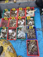 쭈갑조황 글만 보기