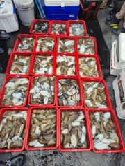 9월28일안흥은진호갑오징어조황입니다