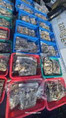 10월1일 장고항용신호 쭈갑조황