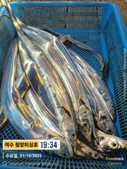 청양피싱 10월 2일 입항조황