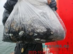 10월 3일 갑오징어조황