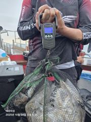 10월4일 14.5 kg 쭈갑조황입니다~~
