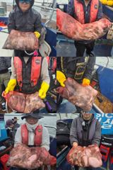 10/12 <시실리호> 쭈 & 갑 출조 조황 입니다 ~ ! !