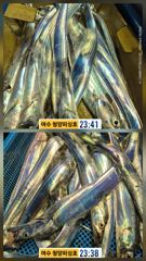 청양피싱 10월 14일 입항조황입니다.