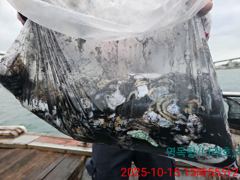 10월15일 갑오징어조황