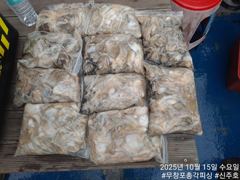 내일 자리 여유!!! 이번주 황금물때!!! 왕 쭈꾸미 느나느나!! 오늘도 대박 조황~!!!
