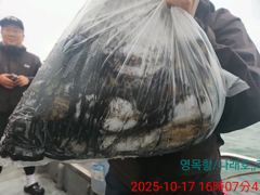 10월17일 갑오징어조황