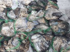 10/19 [홍원항 영진낚시] <영진호> 쭈 & 갑 출조 조황 입니다 ~ ! !