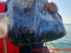 10월23일 갑오징어 조황 (사리물때 9물)