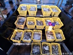 태안 마검포 뉴정원호 10월 24일 조황 입니다