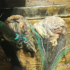 【군산 오드리피싱】 야간 문어잡고 왔습니다. 25.10.24
