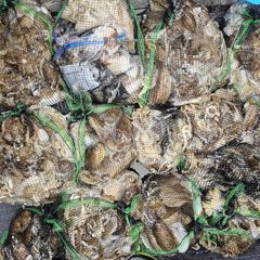 쭈꾸미~♪ 10 .26( 일요일 ) [[[ 무창포프로낚시 ]]] <<<<< 빅 마 린 >>>>> 쭈 꾸 미 조황보고....