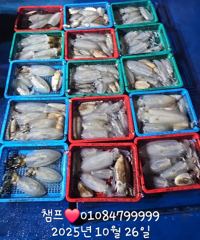 무늬오징어 잘 나오는중