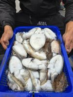 고대도항 해놈호 갑오징어 조황 사진