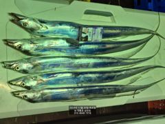 10월30일 먼바다 갈치 외줄 철수조항