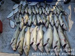 <무창포 보령 농어 조황> 농어 마릿수 터졌다!! 월요일부터 정상출조합니다!! 함께 하시죠!!
